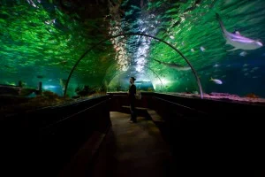 IMG_3681 Me under the sea
