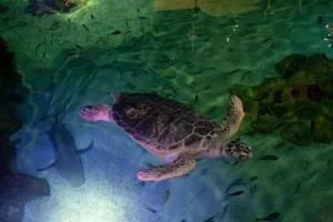 Big turtle Big turtle