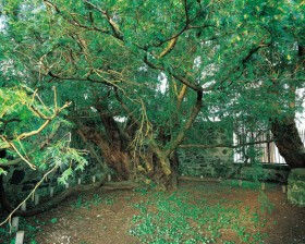 Fortingall Yew